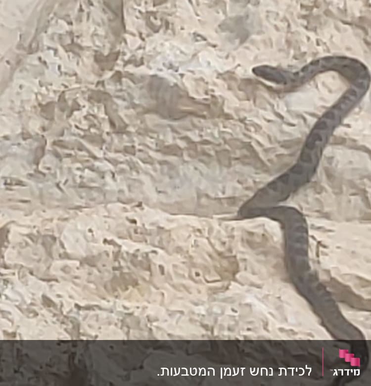 נחש על קיר אבן